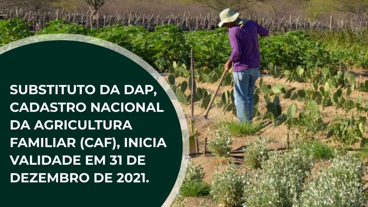 Substituto Da DAP Cadastro Nacional Da Agricultura Familiar CAF