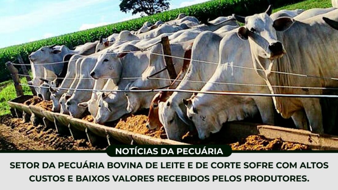 PECUÁRIA BOVINA LEITE e CORTE sofre altos custos e baixos valores