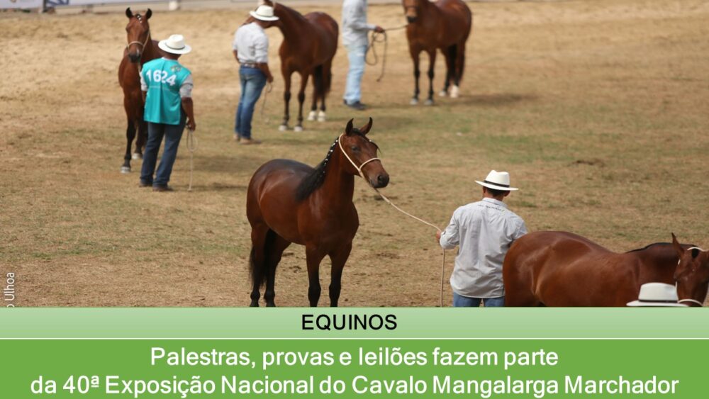 Palestras Provas E Leil Es Fazem Parte Da Exposi O Nacional Do