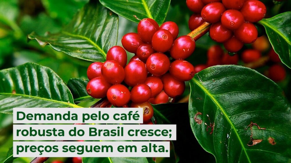 Demanda Pelo Caf Robusta Do Brasil Cresce Pre Os Seguem Em Alta