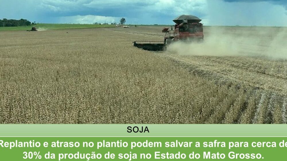 Replantio E Atraso No Plantio Podem Salvar A Safra Para Cerca De Da