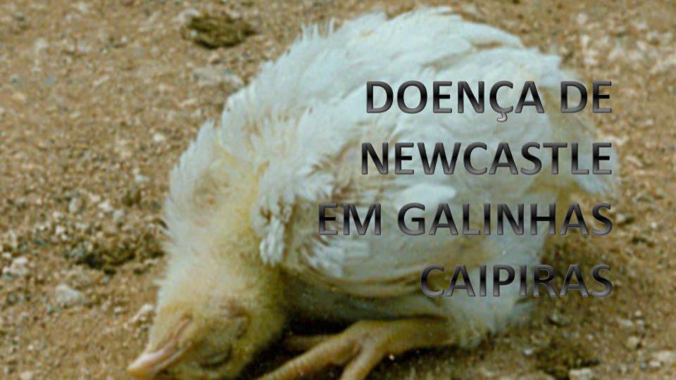 DOENÇA DE NEWCASTLE em Galinhas e Frangos Caipiras