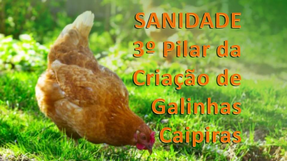 GALINHAS CAIPIRAS - Sanidade