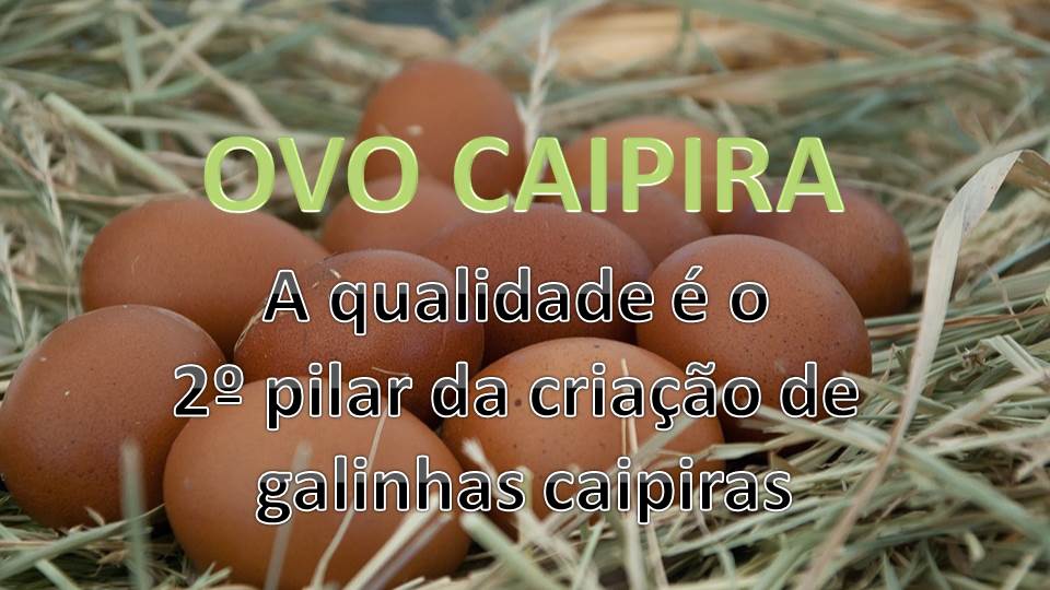 OVO CAIPIRA - Qualidade dos ovos