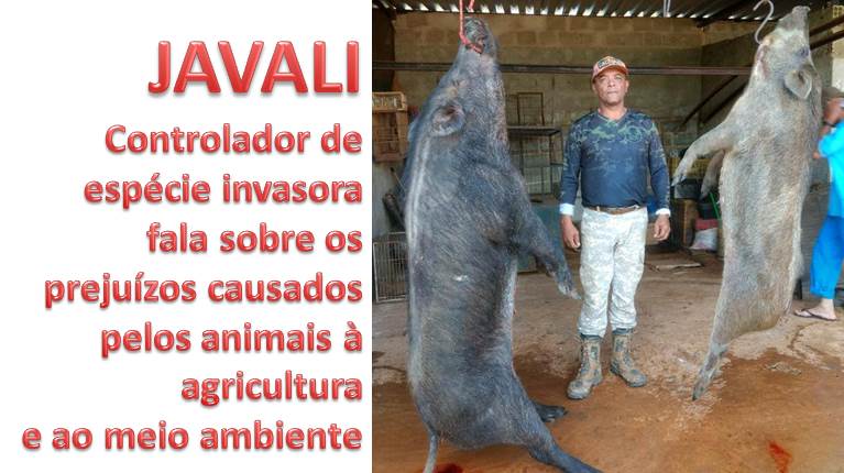 JAVALI - Controlador fala dos prejuízos causados pelos animais à agricultura e ao meio ambiente