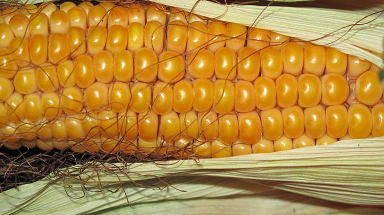analise-de-mercado-agricola-milho