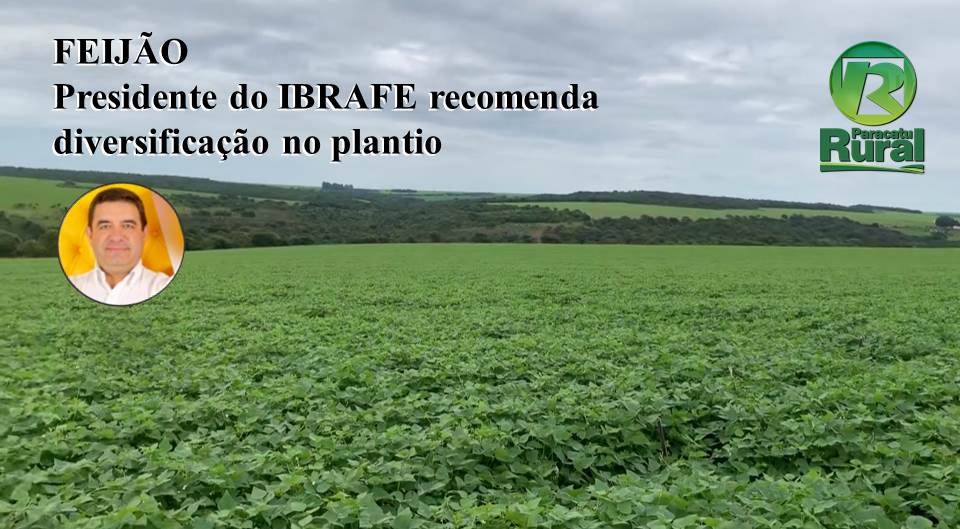 FEIJÃO - Presidente do IBRAFE recomenda diversificação no plantio