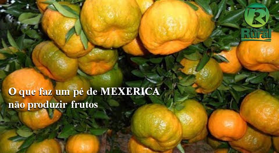 O que faz um pé de MEXERICA não produzir frutos