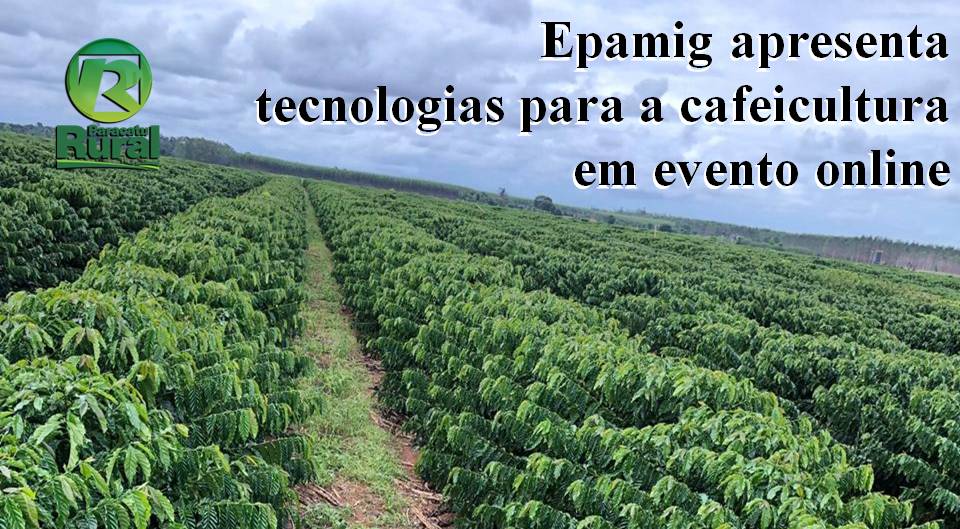 Epamig apresenta tecnologias para a cafeicultura em evento online