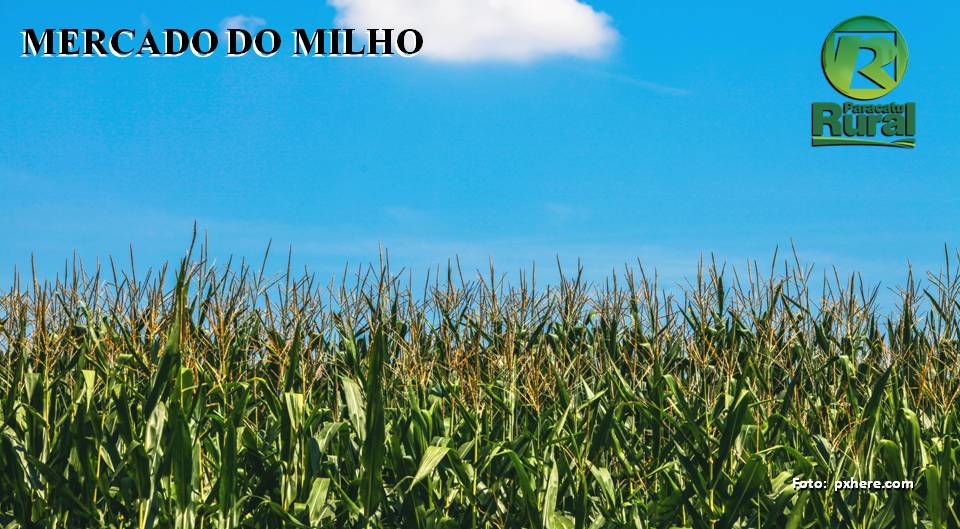 Lavouras de MILHO nos EUA com queda na qualidade e potencial de produção