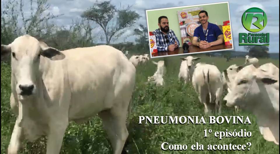 Retrospectiva 2020 - Como acontece a PNEUMONIA BOVINA