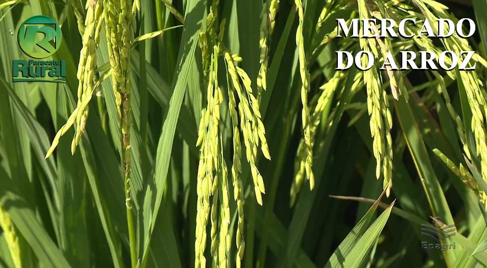 ARROZ firme e forte com compradores buscando o produto