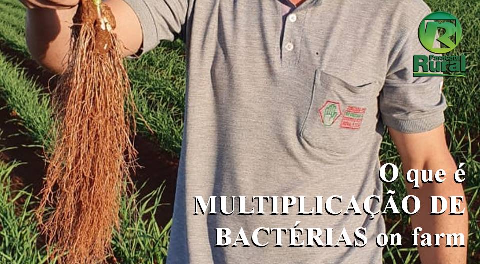 Saiba o que é a MULTIPLICAÇÃO DE BACTÉRIAS on farm