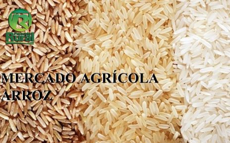 Mercado Agricola Arroz 29-08-2020