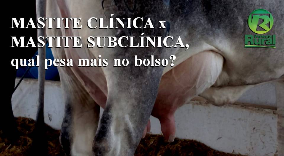 MASTITE CLÍNICA x MASTITE SUBCLÍNICA, qual pesa mais no bolso