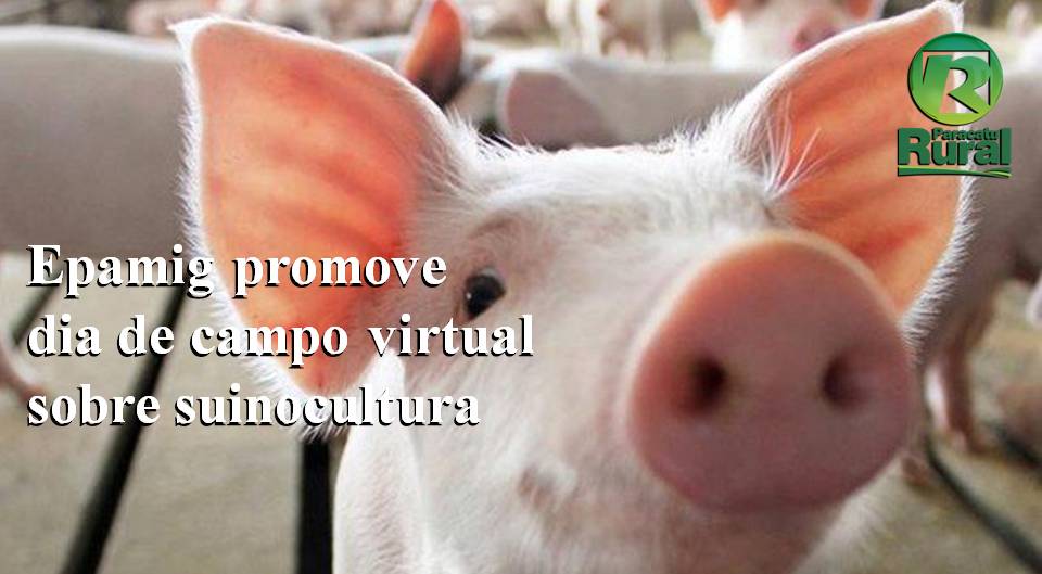 Suinocultura - Dia de Campo virtual será realizado pela EPAMIG