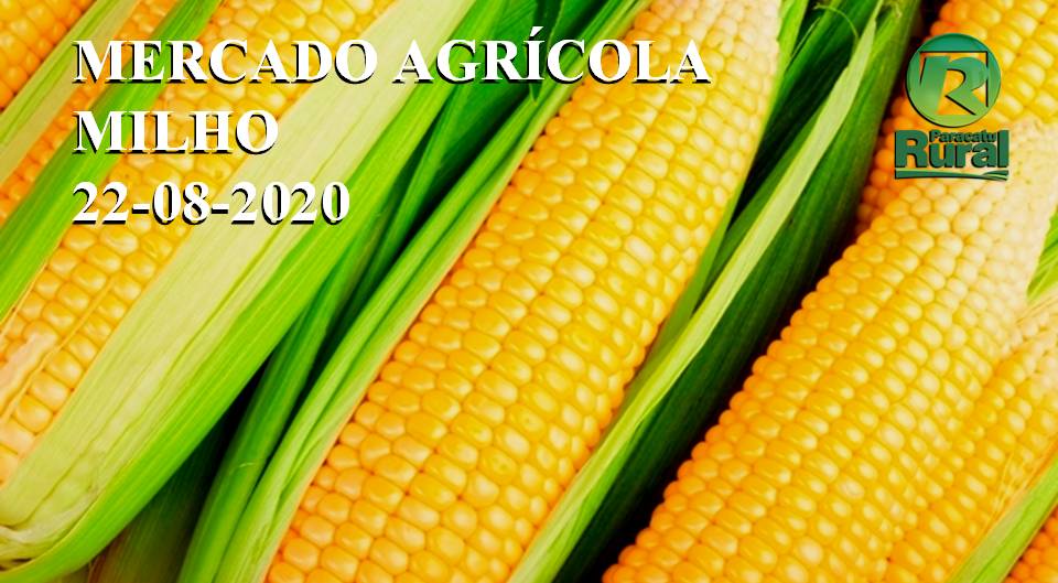 Mercado Agrícola - MILHO - 22-08-2020