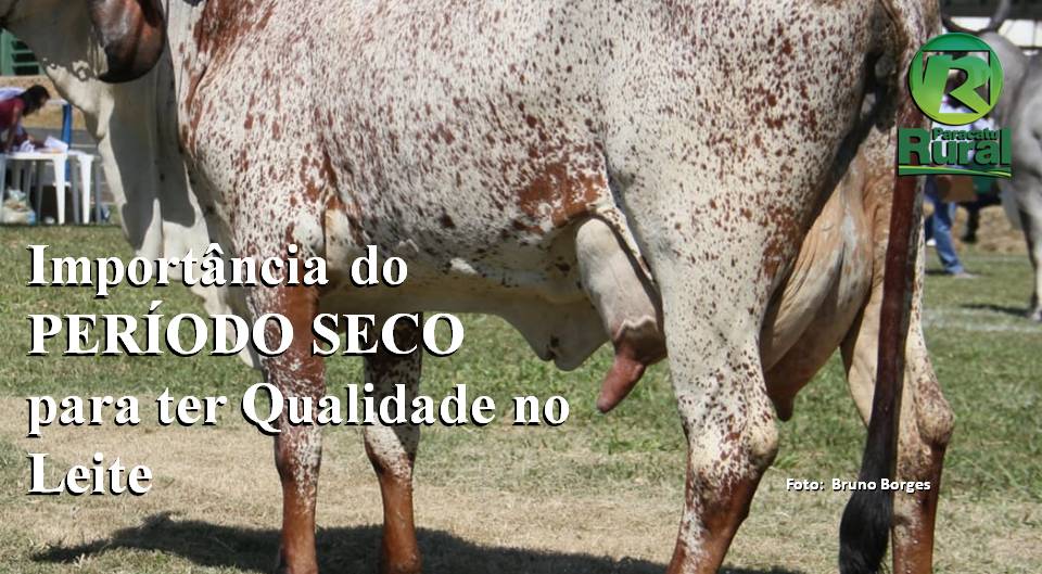 Importância do PERÍODO SECO para ter Qualidade no Leite