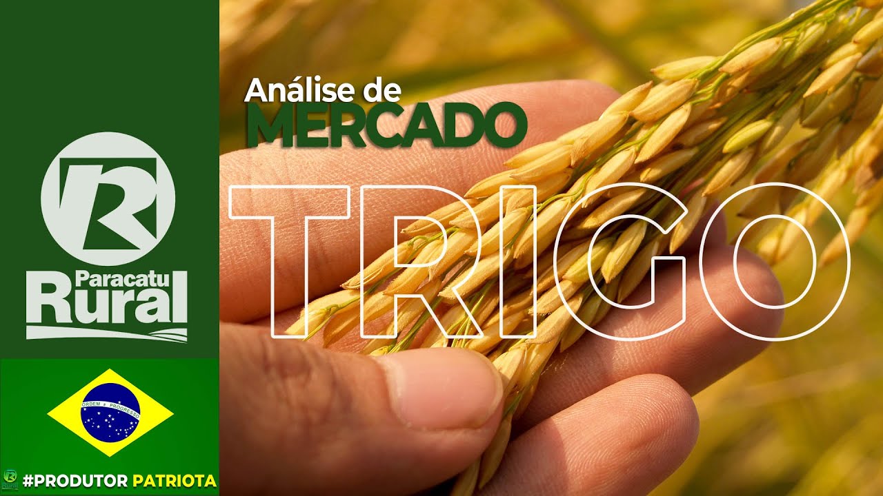 Análise de Mercado - TRIGO - 09-09-2020