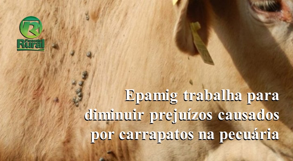 Epamig trabalha para diminuir prejuízos causados por carrapatos na pecuária