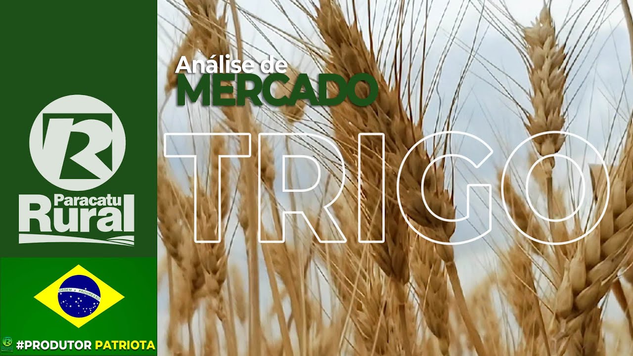 Análise de Mercado - TRIGO - 06 - 09 - 2020