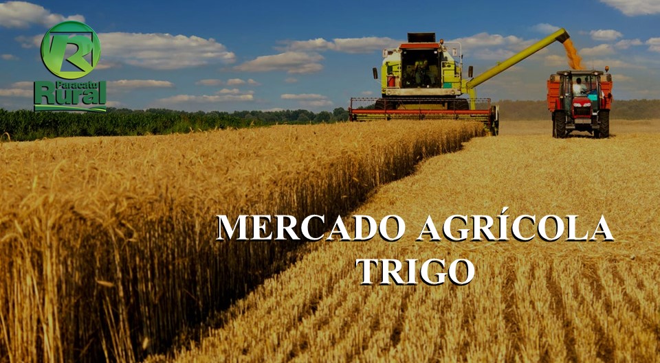 Mercado Agrícola - TRIGO - 02-09-2020