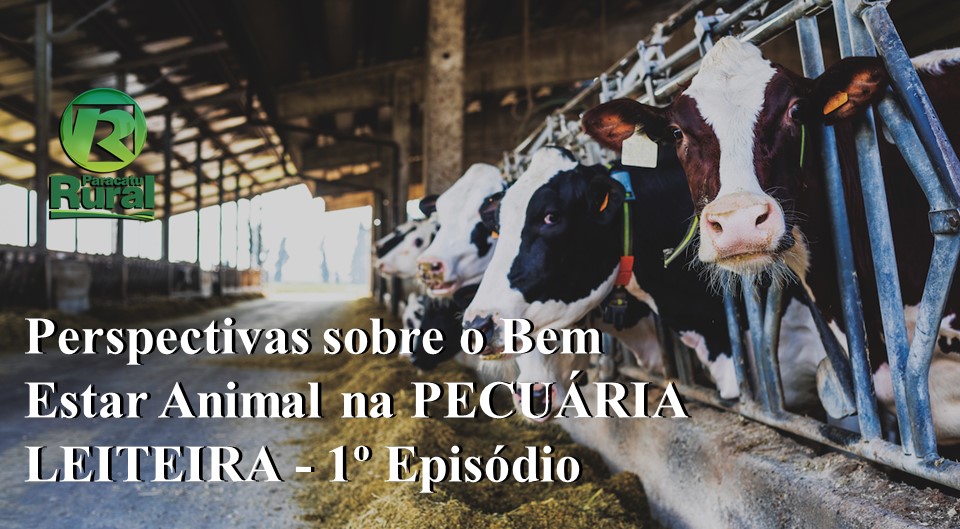 Perspectivas sobre o Bem Estar Animal na PECUÁRIA LEITEIRA - 1º Episódio