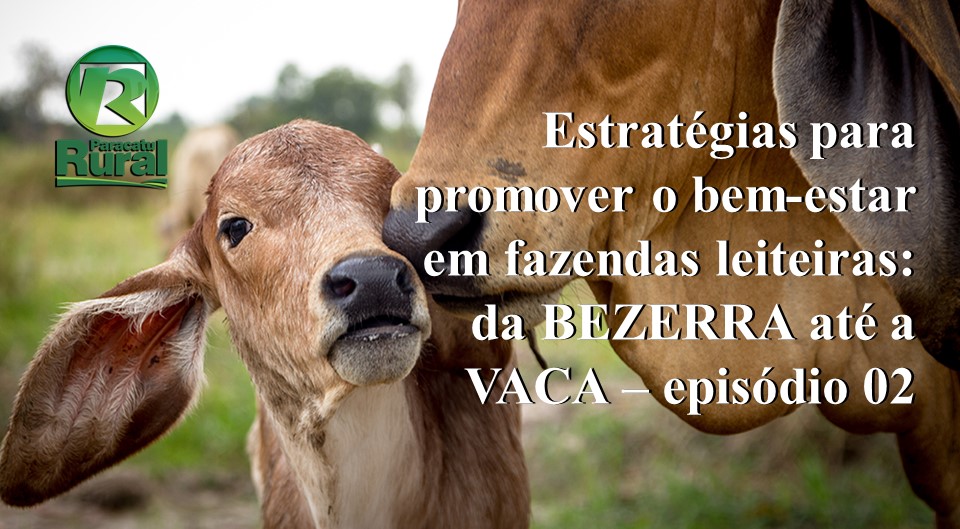 Estratégias para promover o bem-estar em fazendas leiteiras: da BEZERRA até a VACA – episódio 02