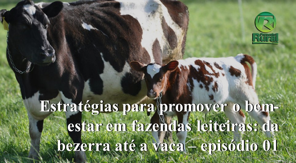 Estratégias para promover o bem-estar em fazendas leiteiras: da bezerra até a vaca – episódio 01