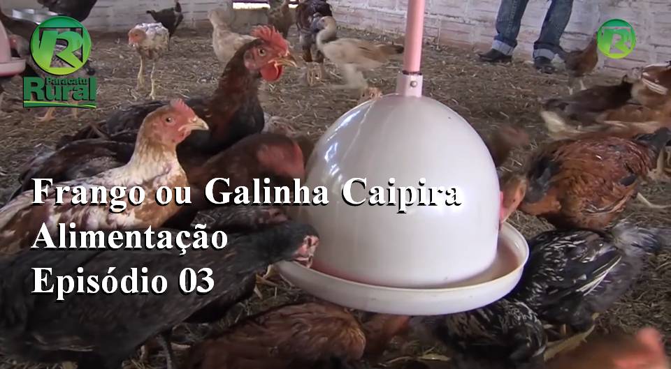 Como é a Alimentação para Frango e Galinha Caipira