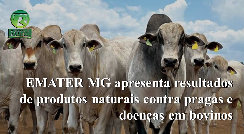 EMATER MG apresenta resultados de produtos naturais contra pragas e doenças em bovinos