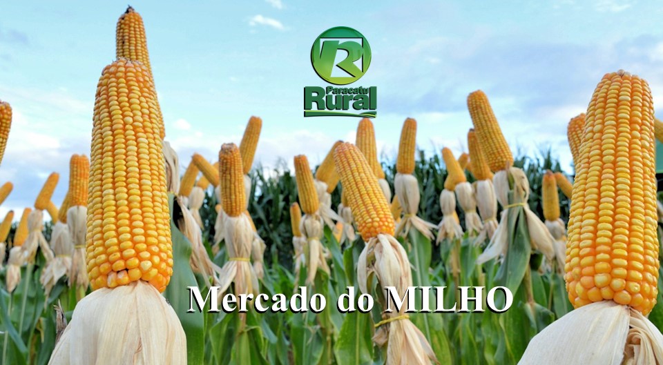 Mercado do MILHO - 24 - 12 - 2020