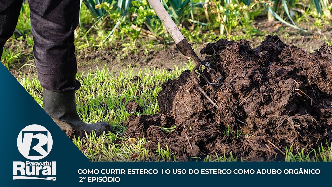 Como CURTIR ESTERCO? Saiba no 2º episódio sobre o uso do esterco como adubo orgânico