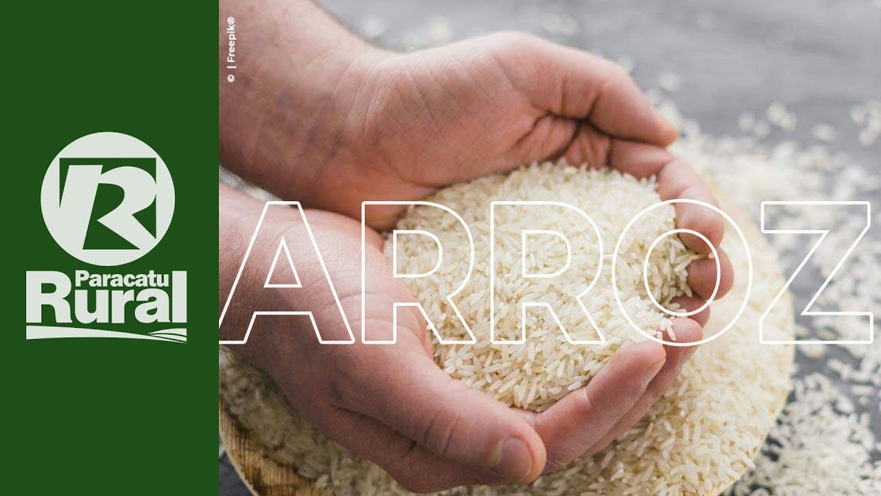 ARROZ colhido tem ótima qualidade e produtor gaúcho fica animado