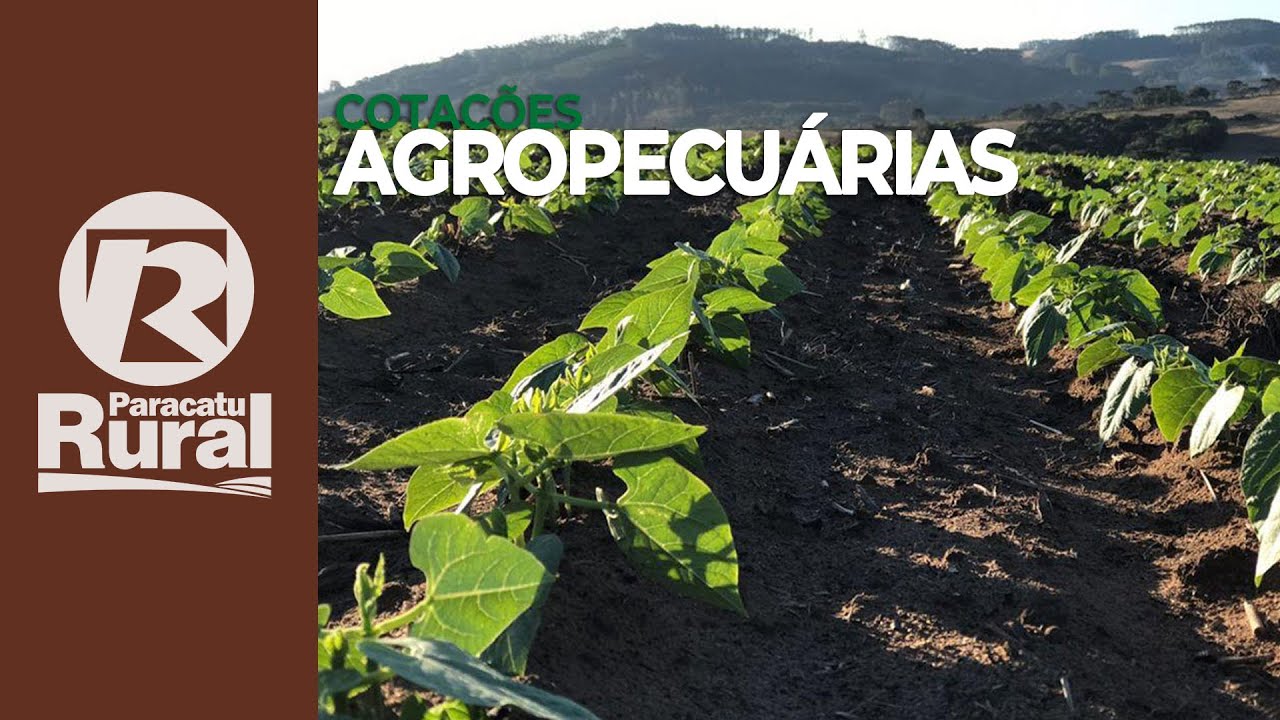 Cotações agropecuárias 24-03-2021