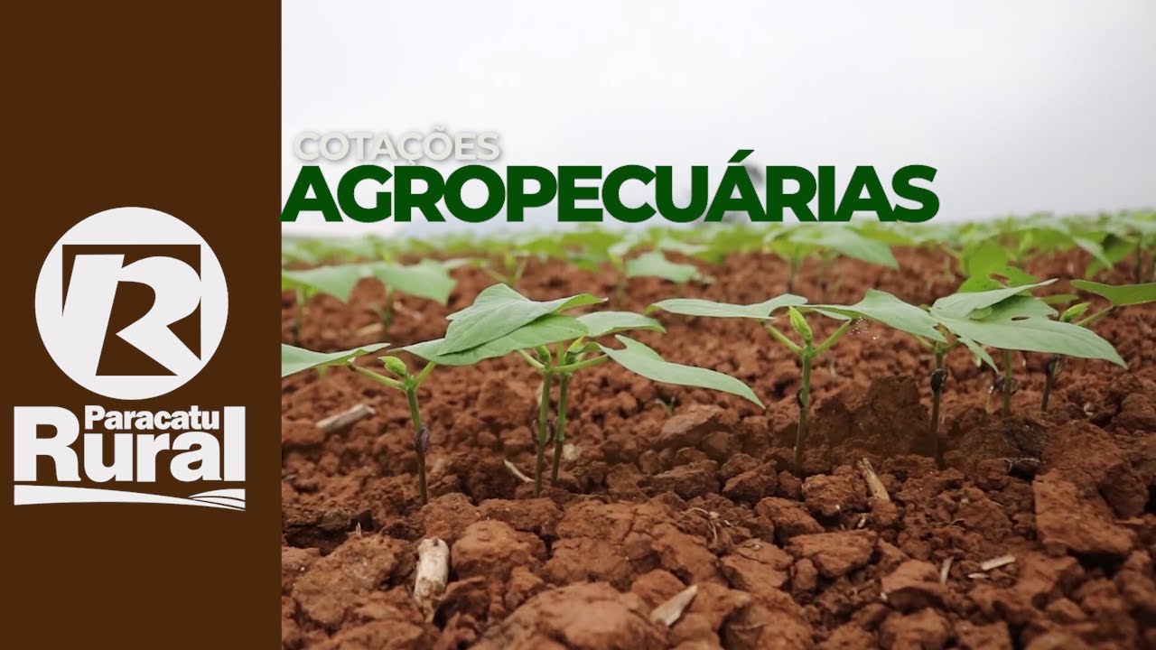 Cotações agropecuárias 01-04-2021