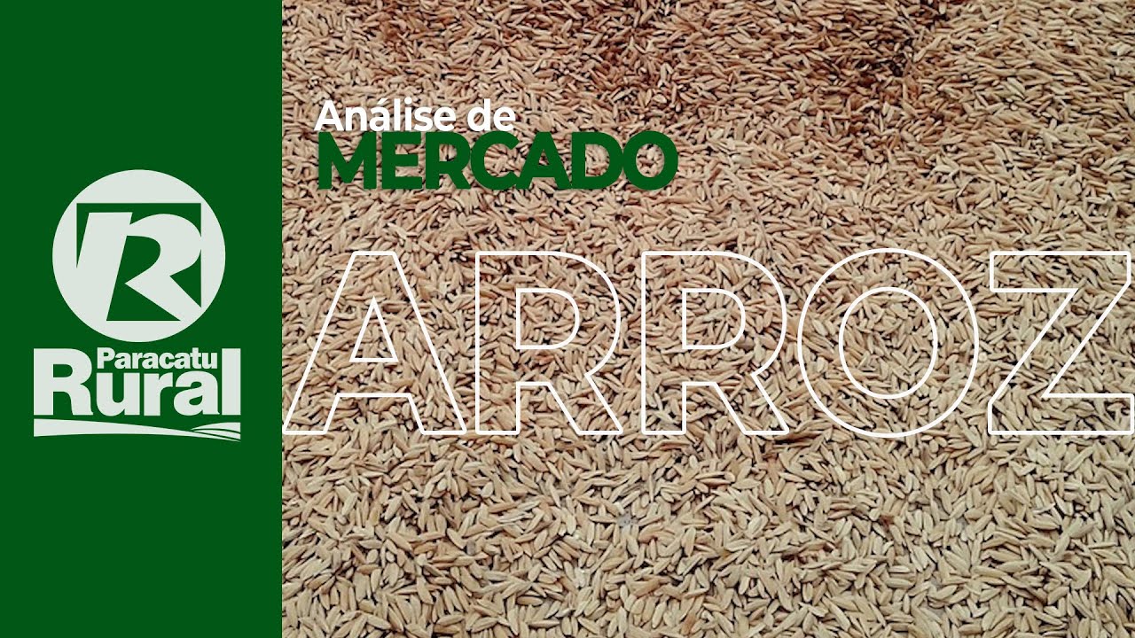 ARROZ mostra leve correção positiva e rizicultor seguro produto querendo aumento