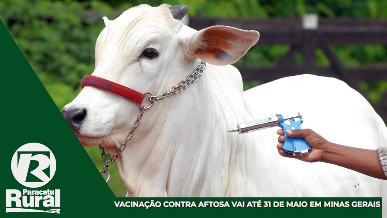 Vacinação contra FEBRE AFTOSA vai até 31 de maio em MG