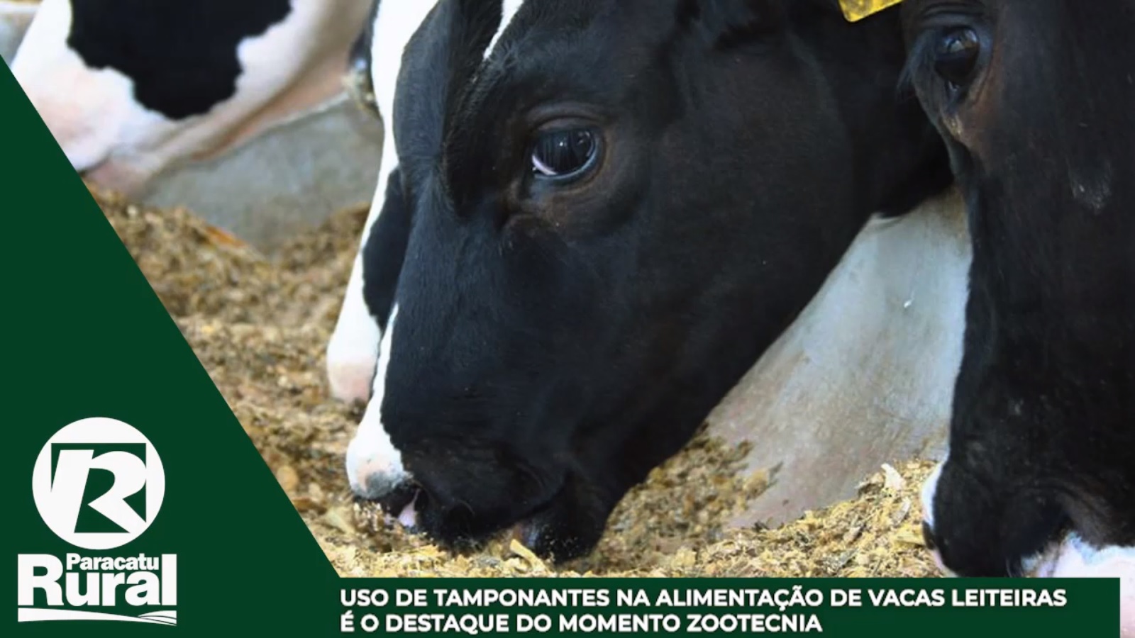 Uso de Tamponantes na alimentação de VACAS LEITEIRAS é o destaque do Momento Zootecnia com o Dr Zoop