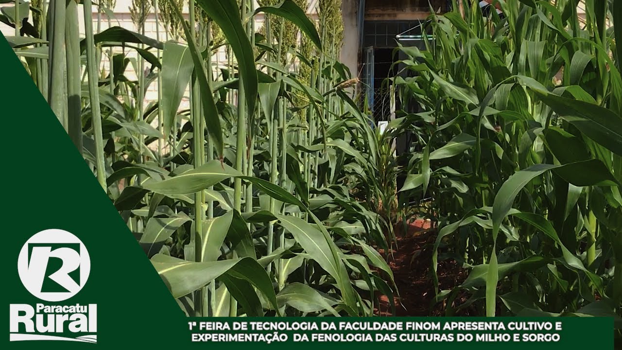 1ª Feira de Tecnologia da Faculdade Finom apresenta Cultivo e Experimentação do Milho e Sorgo