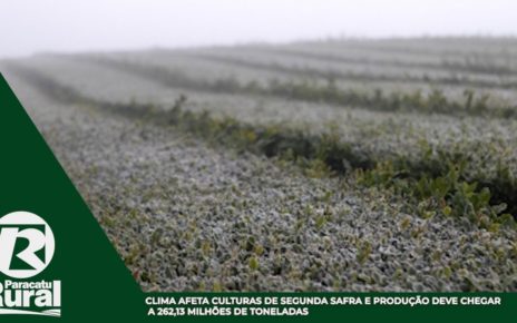 As condições climáticas adversas registradas durante o cultivo da segunda safra afetaram as estimativas de produtividade nas lavouras