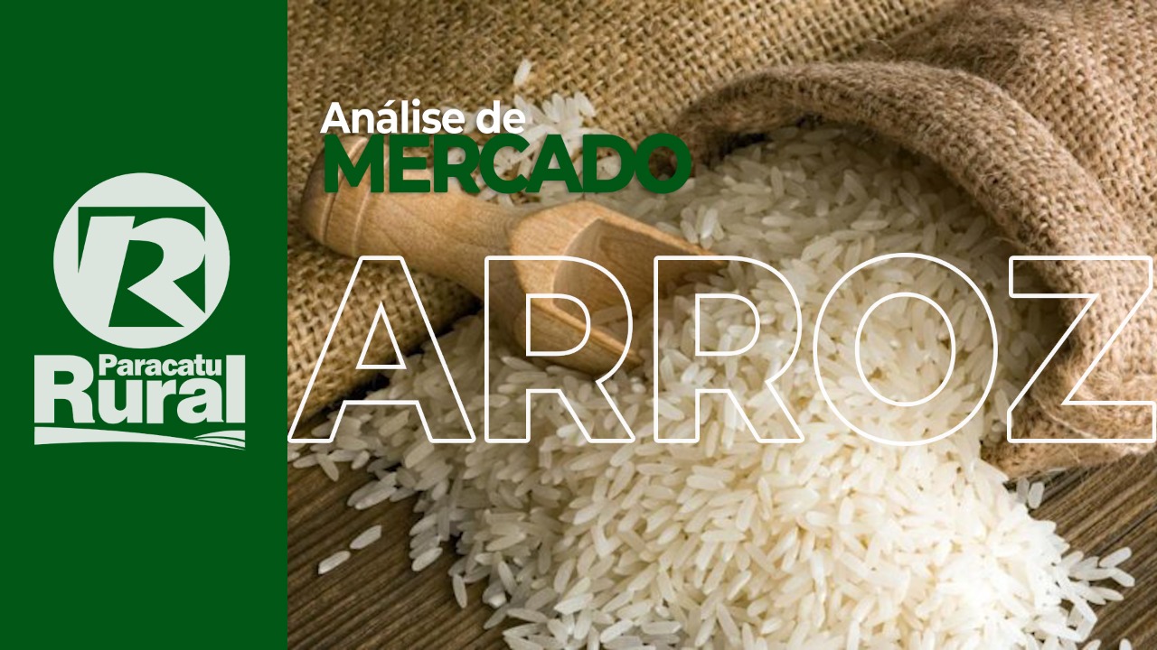 ARROZ com mais oferta que demanda segue com poucas novidades e negócios