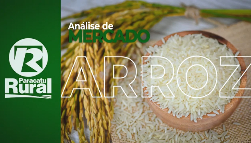 ARROZ está em calmaria e produtor segura vendas pois cotações bateram menor valor possível