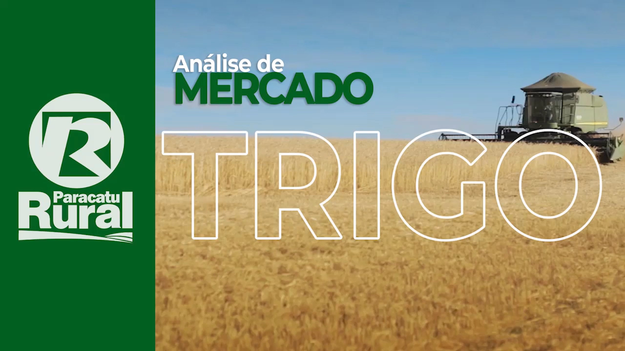 Mercado internacional afeta TRIGO e indicativos recuam para patamares menores que picos de preços de março e abril