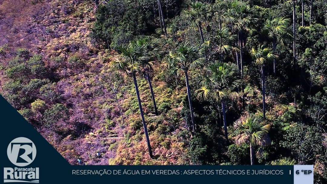 Entenda os conceitos sobre as VEREDAS - 6º episódio do Seminário: Reservação de ÁGUA em Veredas