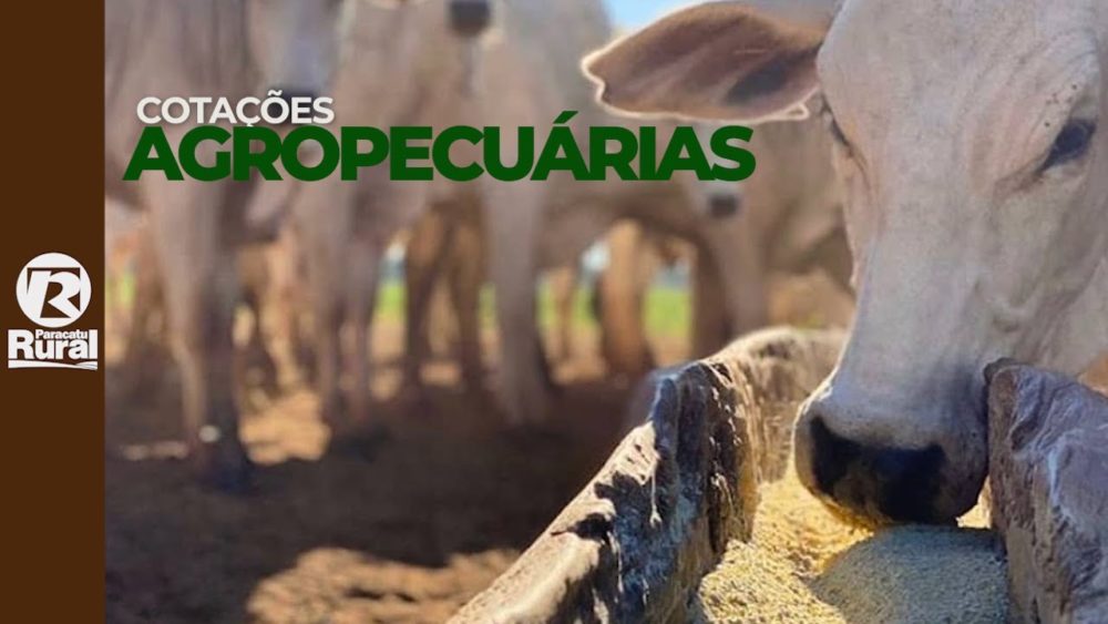 Cotações Agropecuárias 04-08-2021