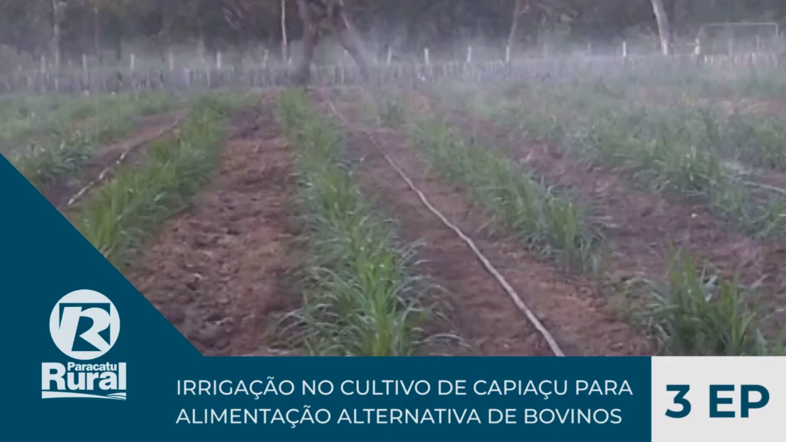 IRRIGAÇÃO no cultivo de CAPIAÇU para alimentação alternativa de bovinos