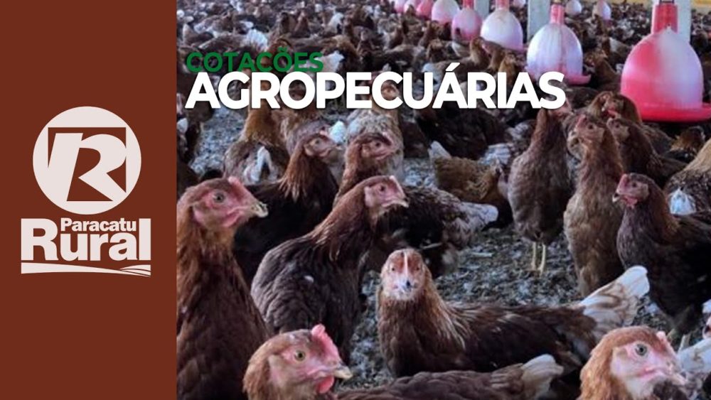 Cotações Agropecuárias 25-08-2021