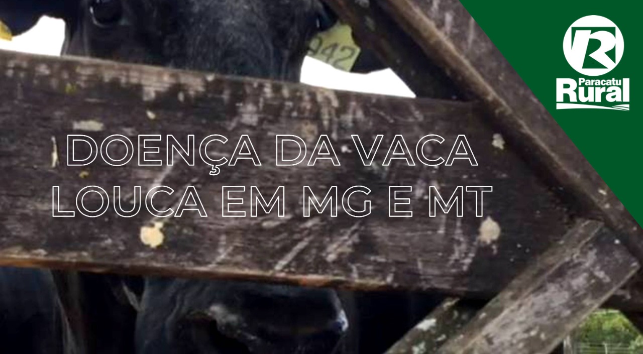 Ministério da Agricultura confirma casos de VACA LOUCA em MT e MG