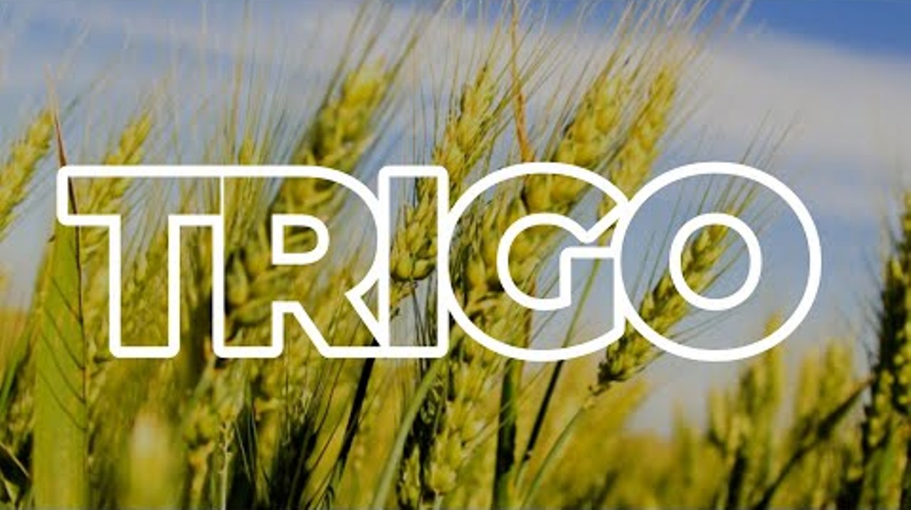 Mercado do TRIGO está calmo, mas estável em cotações; Lavouras agora seguem na normalidade